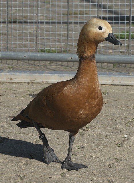 并在外租期
